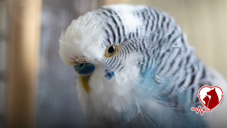 Muhabbet Kuşu Neden Kabarır ve Uyur? | Hastalık Belirtileri