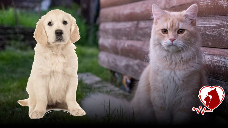 Sakarya kedi köpek kısırlaştırma