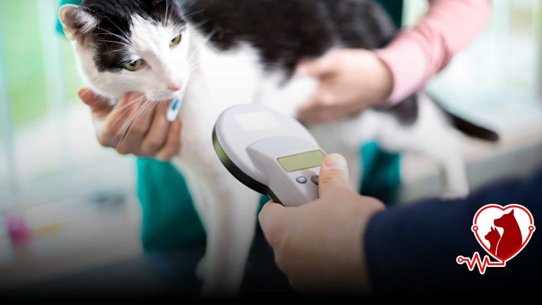 Sakarya Kedi Köpek Mikroçip ve Pasaport