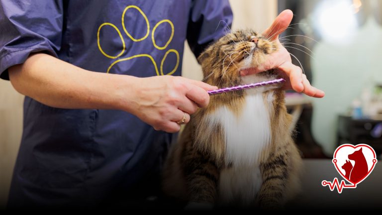 Sakarya kedi tıraşı