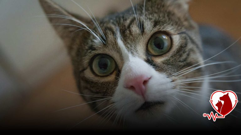 Kedilerde mantar belirtileri