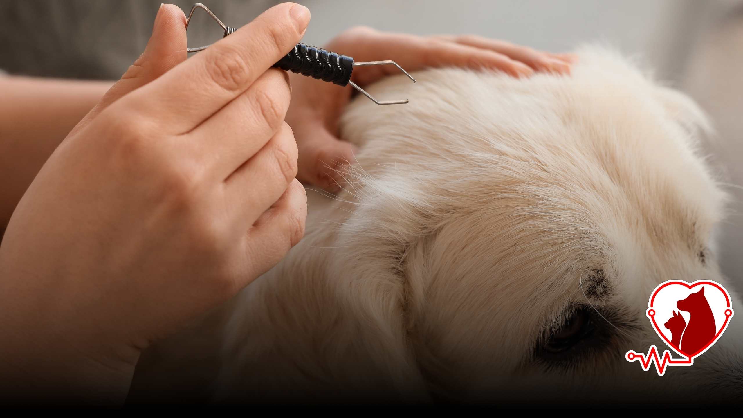 Köpekten kene nasıl çıkarılır