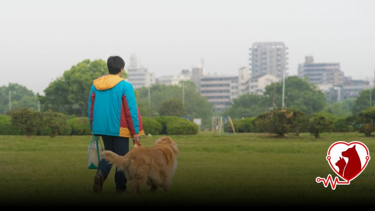 Serdivan’daki Köpek Dostu Parklar ve Gezi Alanları