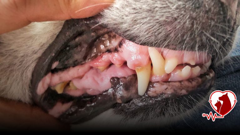 Sakarya Pet Diş Tedavisi | Kedi Köpek Diş Taşı Temizliği