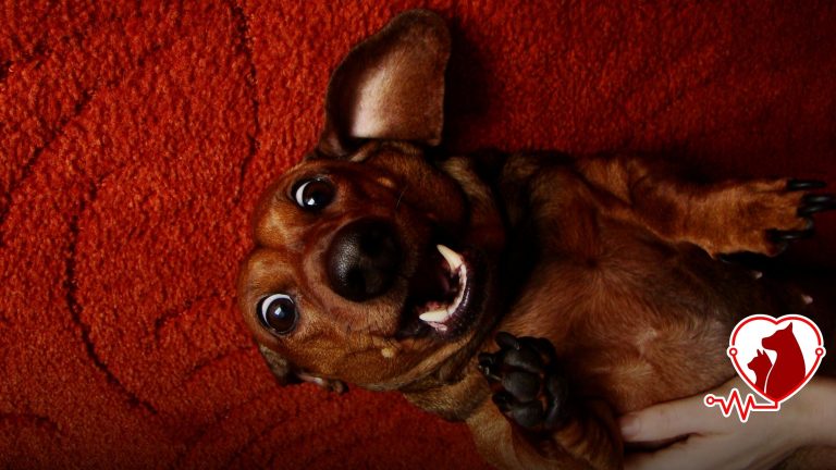 Köpeğim Titriyor Veterinere Gitmeli miyim? | Acil Rehber