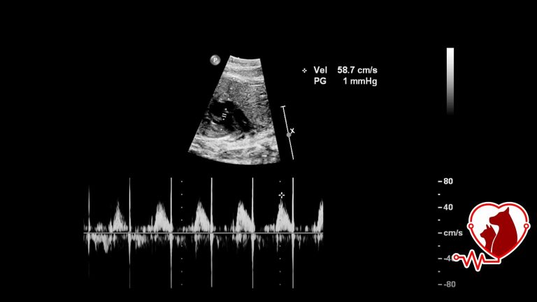 Ekokardiyografi Veteriner | Kedi ve Köpek Kalp Ultrasonu