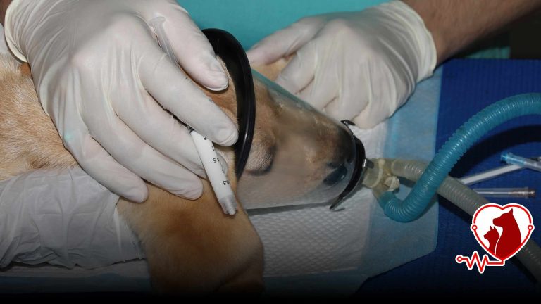 Gaz Anestezi Ünitesi | Güvenli Veteriner Cerrahisi | Sakarya