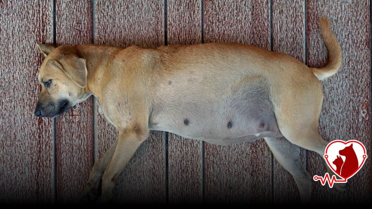 Kedi ve Köpek Doğumu (Jinekoloji) | Sakarya Veteriner Rehberi