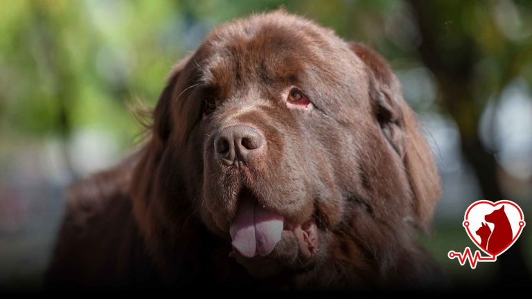 Köpeğim Çikolata Yedi Ne Yapmalıyım? | Acil Müdahale – Petheart