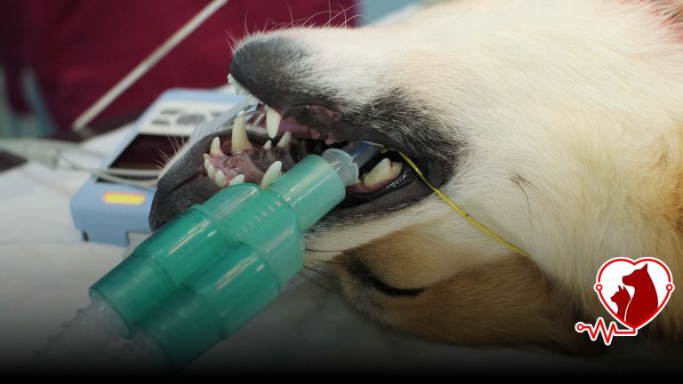 Safe Veterinary Gas Anesthesia in Sakarya | 24/7 Surgery – Petheart
