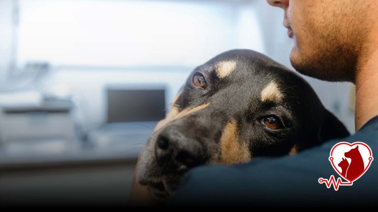 Veterinary Echocardiography Sakarya | 24/7 Cardiac Scan – Petheart