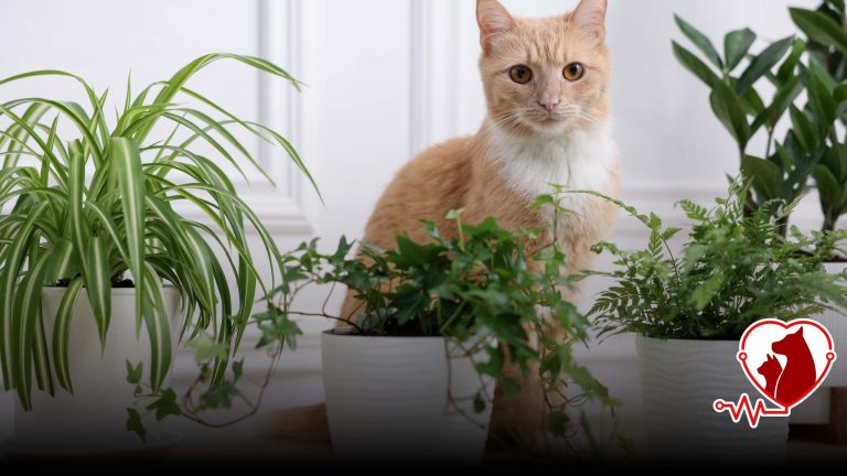 Kedi ve Köpekler İçin Zehirli Bitkiler Listesi | Petheart